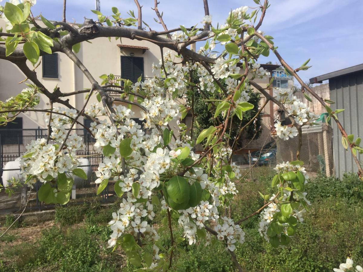 Il Giardino Di Nonno Agostino Bed & Breakfast Castellammare di Stabia Eksteriør bilde