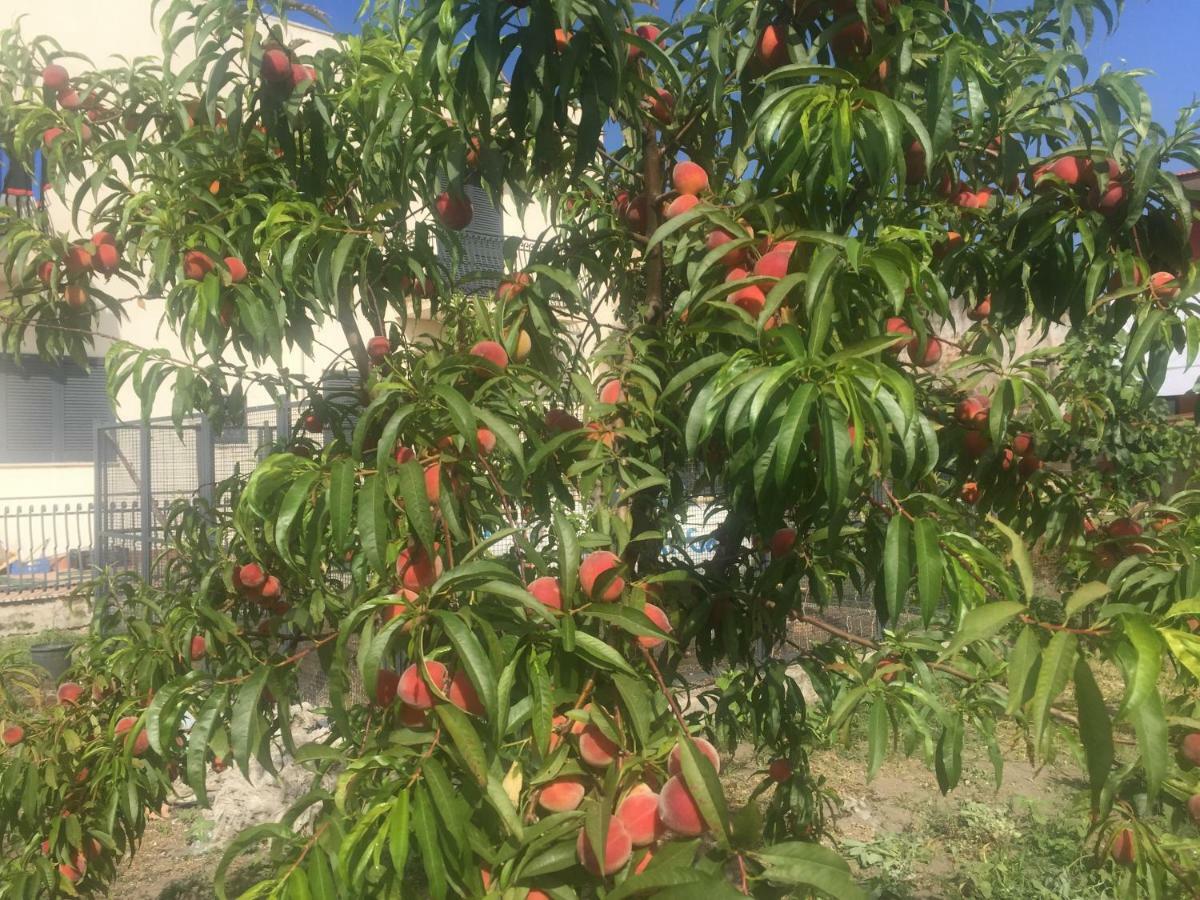 Il Giardino Di Nonno Agostino Bed & Breakfast Castellammare di Stabia Eksteriør bilde